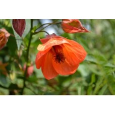 Chinese Lantern Tango x 1 Plants Flowering Maple Cottage Garden Deciduous Shrubs Small Trees Orange Flowers Abutilon hybridum